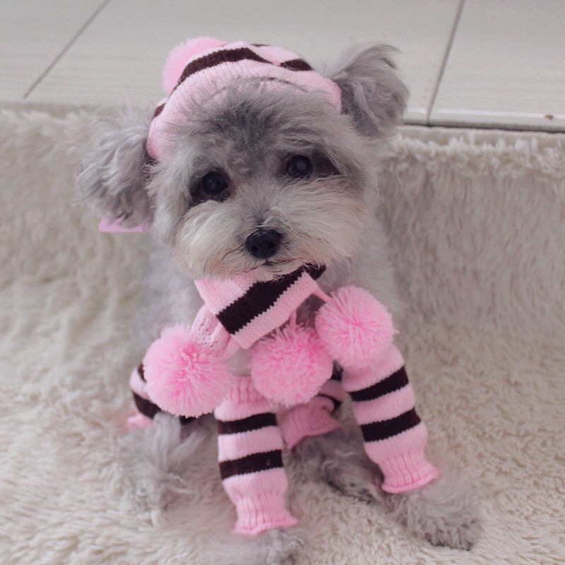 قوس قزح شريط محبوك الكلب الشتا - مراجعة Winter Clothing Leg Warmers وسعره