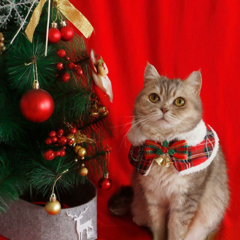 القط عيد الميلاد عباءة الحيوان - مراجعة Winter Clothing For Dogs وسعره